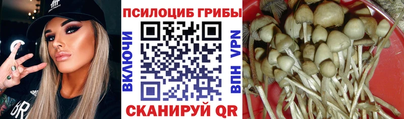 цены   Красноармейск  Псилоцибиновые грибы Cubensis 